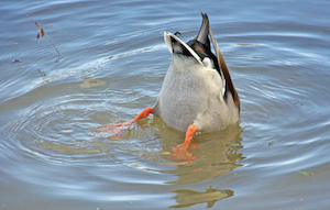 diving duck